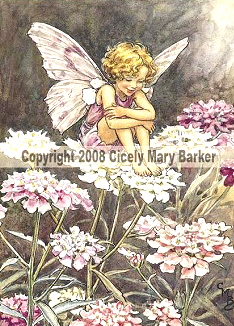 Candytuft Fairy