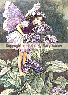 Heliotrope Fairy