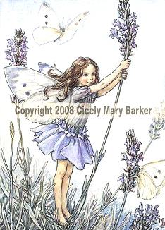 Lavender Fairy