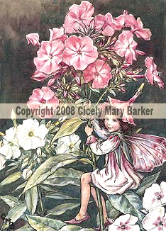 Phlox Fairy